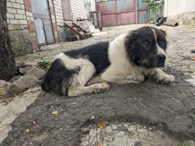 Siyah beyaz bir köpek yerde yatıyor. 