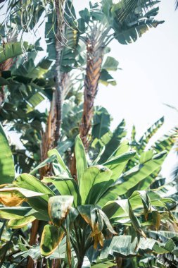 palmiye ağaçlarında tropikal orman