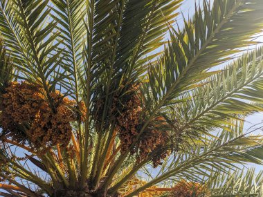 Tenerife 'de büyüyen palmiye ağaçları, Kanarya Adası, İspanya 