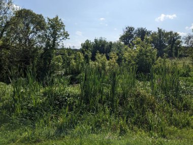 Mavi gökyüzü ile doldurulmuş yeşil ağaçlar ve çimenler 