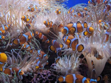 Sudaki palyaço balığının sualtı fotoğrafı, akvaryum.