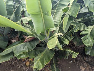 Bahçede muz yaprakları