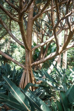 Yapraklı tropik yeşil bitkiler, bitki örtüsü