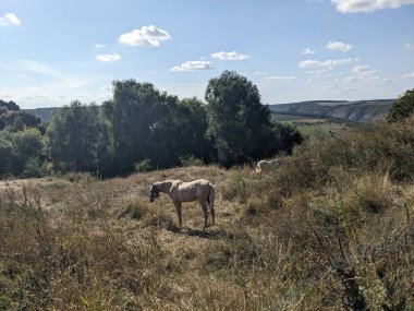 Atlar tarlada otluyor. 