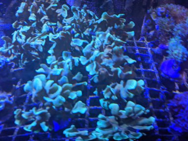 Mercanların sualtı görüntüsü 