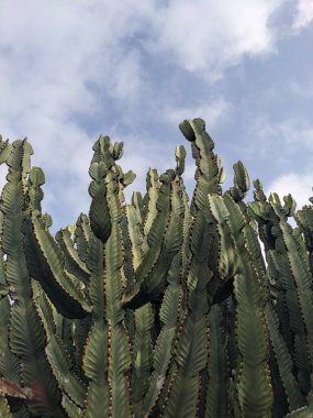Tenerife 'nin yeşil kaktüsleri, Kanarya Adası, İspanya