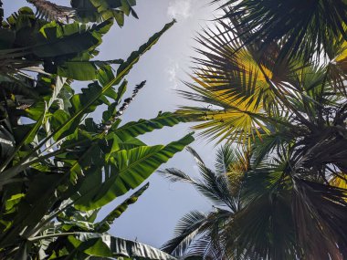 yeşil palmiye yaprakları ve mavi gökyüzü arkaplanı