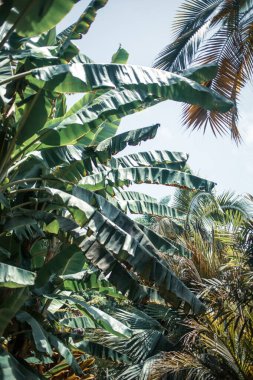 Tropik palmiye yaprakları, doğal bitki yaprakları.