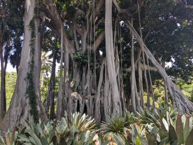 trees with green leaves in the tropical garden 