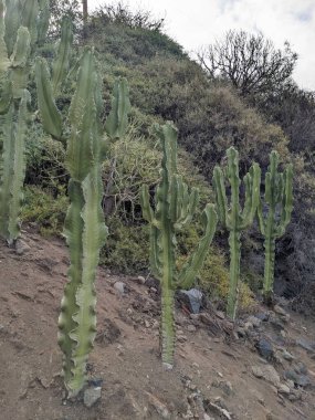 Çöldeki kaktüsün güzel manzarası