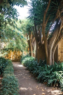 Güzel botanik bahçesi, doğal duvar kağıdı.