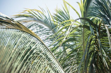 Tenerife 'de büyüyen palmiye ağaçları, Kanarya Adası, İspanya 