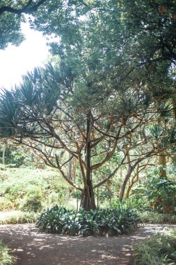 Yeşil ağaçları olan güzel bir bahçe, doğa, seyahat 