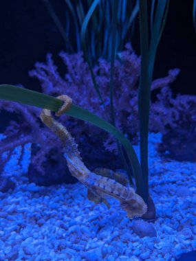 Akvaryumdaki Longsnout deniz atları (Hipokampus Reidi) numunesi