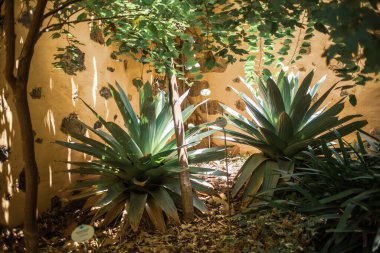 Bahçede yetişen tropik bitkiler, Tenerife, Kanarya Adası, İspanya 