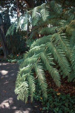 Parkta yeşil yaprakların ve bitkilerin dikey görüntüsü