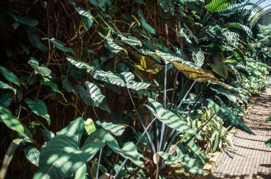 Bahçede tropik bitki ve yapraklar