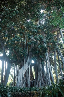 Tenerife 'nin tropikal bitkileri, Kanarya Adası, İspanya 