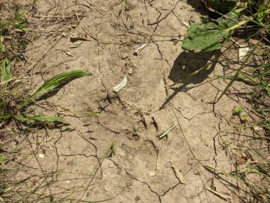 Kuru toprak dokusu. toprak dokusu. kuru zemin.