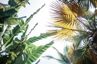 Tenerife 'de muz ağaçları, Kanarya Adası, İspanya, Avrupa 