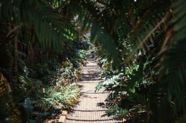 Bahçedeki yeşil yapraklar