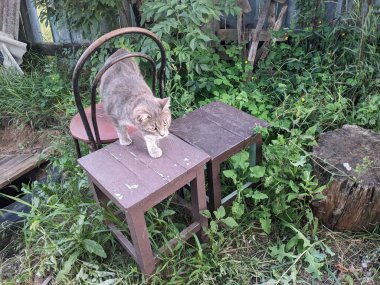 Bahçedeki tahtanın üzerinde oturan kedi. 