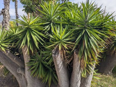 Yeşil yapraklı palmiye ağaçları