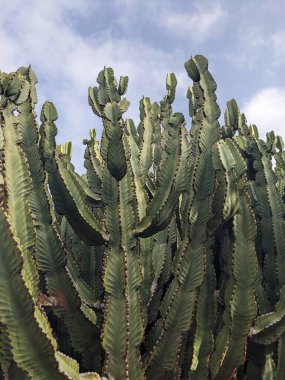 Tenerife 'nin yeşil kaktüsleri, Kanarya Adası, İspanya