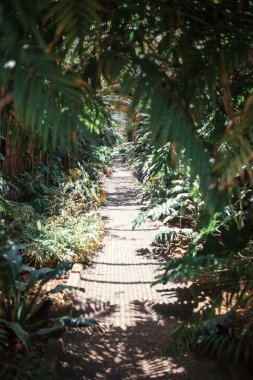 beautiful tropical plants in park, natural wallpaper