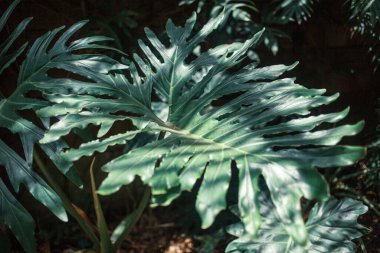Büyük yeşil yapraklı tropikal bitkileri kapatın, Tenerife, Kanarya Adası, İspanya, Avrupa 