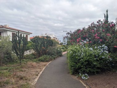 Tenerife 'de, Kanarya Adası' nda, İspanya 'da, Avrupa' da tropik ağaçlar büyüyor.