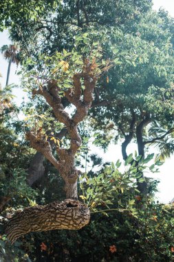 Parktaki bir ağaca yakın. 