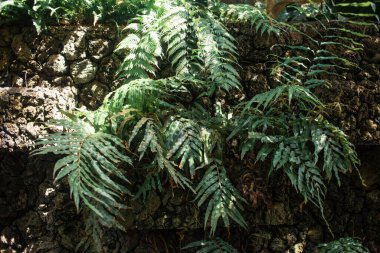 Eğreltiotu yaprakları bahçede, doğa