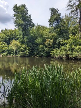 Ormanda yansıması olan yeşil bir nehrin güzel bir görüntüsü.