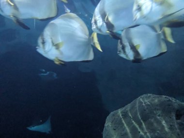 Akvaryumda yüzen balıkların sualtı görüntüleri.