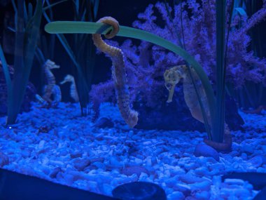Akvaryumdaki Longsnout deniz atları (Hipokampus Reidi) numunesi