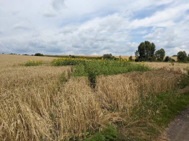 Bir tarlası ve büyük yeşil otları olan bir yol.