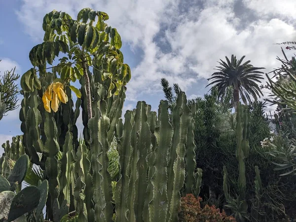 Tenerife 'nin kaktüsleri, Kanarya Adası, İspanya 