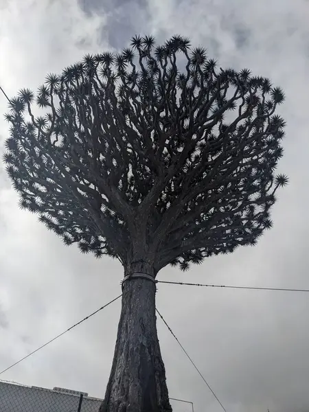 stock image view of tropical tree on the street 