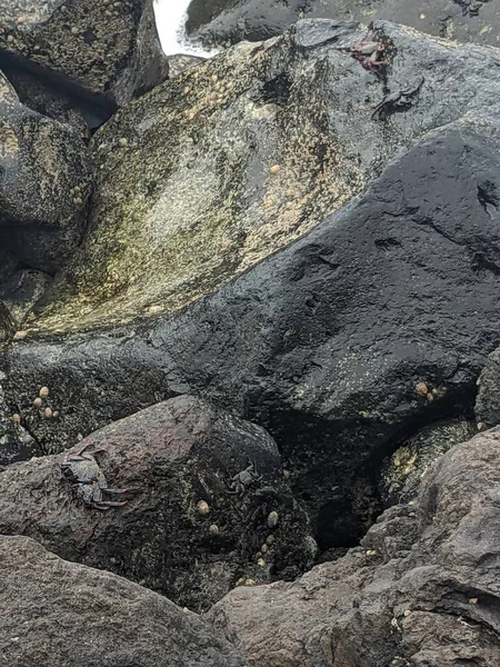 欧洲加那利岛Tenerife海滩上的湿岩 — 图库照片