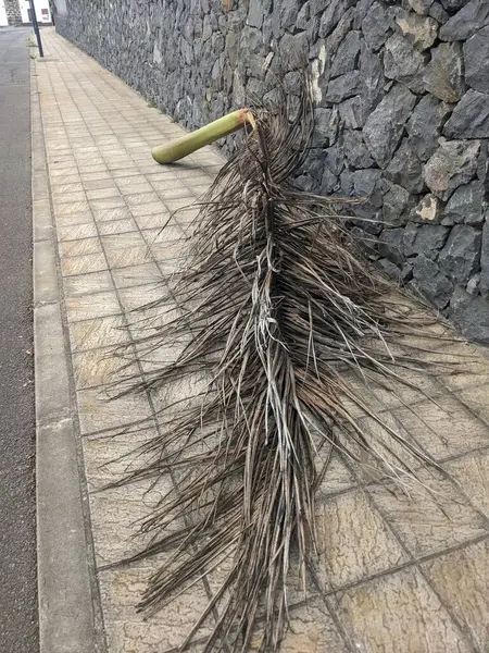 broken palm tree branch on the city street