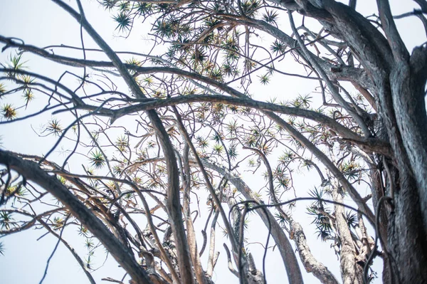 テネリフェ カナリア島 スペイン ヨーロッパの公園で成長する熱帯木の低い角度の景色 — ストック写真