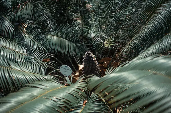 大きな緑の葉 テネリフェ カナリア島 スペイン ヨーロッパの熱帯植物の閉鎖 — ストック写真