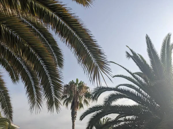 Palm Trees Growing Tenerife Canary Island Spain — Stock Photo, Image