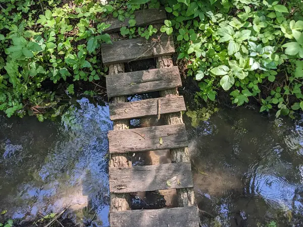 森の中の川にかかる木製の橋 — ストック写真