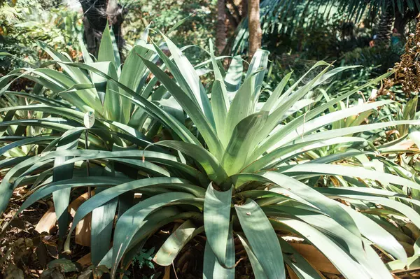 Tenerife Adası, Kanarya Adaları, İspanya 'da egzotik bitkiler yetişiyor.