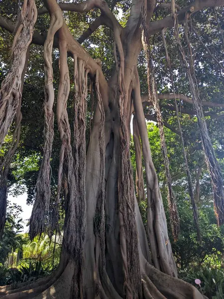 Tenerife 'nin tropik ağaçları, Kanarya Adası, İspanya, Avrupa 