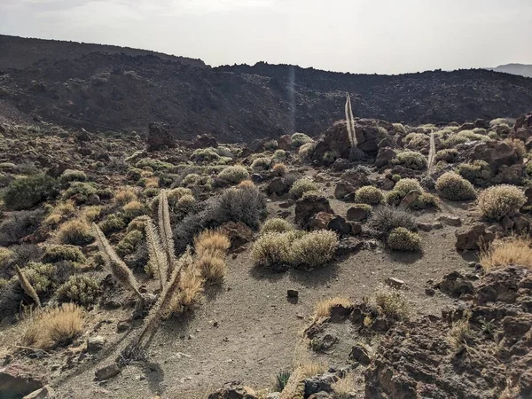 Sopečná Skalní Krajina Tenerife Kanárský Ostrov Španělsko — Stock fotografie