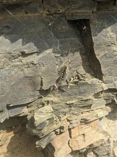 Lähikuva Hämähäkki Webissä Vastaan Rock — kuvapankkivalokuva