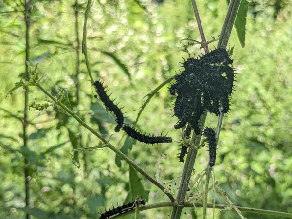 Close Caterpillars Tree Branch — Stock Photo, Image